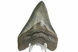 Fossil Megalodon Tooth - Colorful Enamel #180978-1